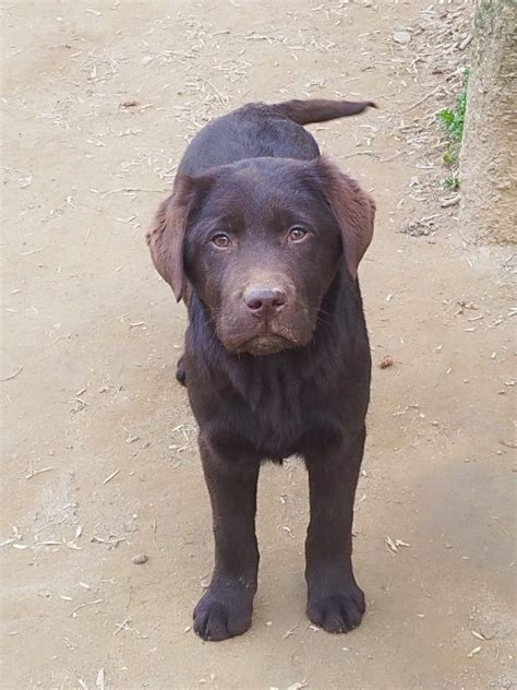 allevamento labrador torino